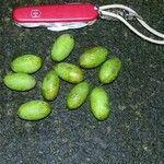 Spondias radlkoferi Fruto
