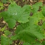Ribes spicatum 葉