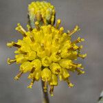 Hymenopappus filifolius Květ