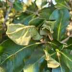 Pittosporum viridiflorum Folla