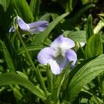 Viola elatior Flower