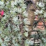 Cedrus atlantica Blad