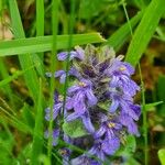 Ajuga reptansFlors