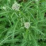 Achillea nobilisBlüte