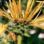 Inula magnifica Flower