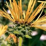 Inula magnifica Blodyn