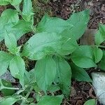 Silene baccifera Hoja