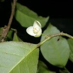 Peltostigma guatemalense Frukt