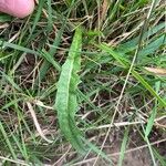 Scorzoneroides autumnalis Folha