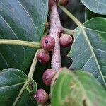 Ficus citrifolia Vrucht