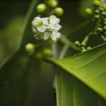 Ocotea dendrodaphne Corteza