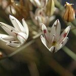 Allium moschatum Blodyn
