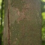 Protium cuneatum Kabuk