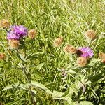 Centaurea phrygia Flower