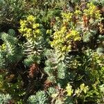 Euphorbia pithyusa Kukka