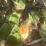 Haemanthus albiflosFlower