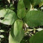Oyedaea verbesinoides Leaf