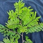 Caesalpinia pluviosa Leaf