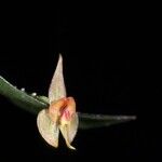 Lepanthes helicocephala Kvet