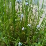 Myosotis minutiflora Fula