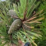 Pinus thunbergii Hedelmä