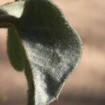 Androstachys johnsonii Leaf