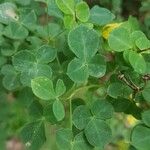 Cytisophyllum sessilifolium Blad