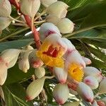 Alpinia zerumbet Flor