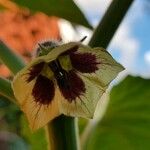 Physalis pubescens 花