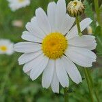 Leucanthemum ircutianum Кветка