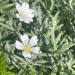 Cerastium tomentosum फूल