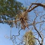 Tillandsia recurvata Blad