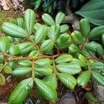 Inga sierrae Leaf