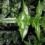 Acanthus montanus Leaf