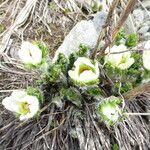 Pulsatilla occidentalis ᱵᱟᱦᱟ