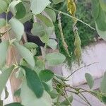 Robinia hispida Fruit