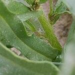 Arnebia decumbens Bark