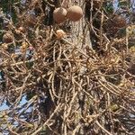 Couroupita guianensis Bark