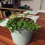 Sedum oreganum ഇല