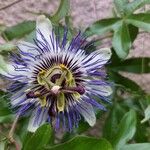 Passiflora caeruleaപുഷ്പം