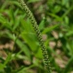 Tragus berteronianus Fruit