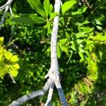 Myrica californica Rinde