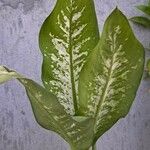 Dieffenbachia seguineBlatt