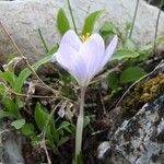 Crocus carpetanus Habitus