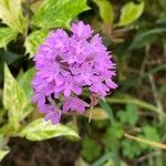 Anacamptis pyramidalis Квітка