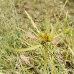 Cyperus polystachyos Leaf