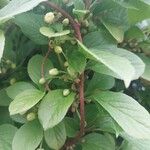 Schisandra chinensis Fuelha