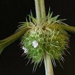 Leucas urticifolia 花