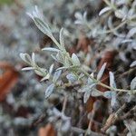 Cerastium biebersteinii Hoja