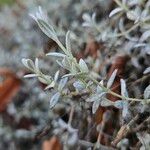 Cerastium biebersteinii Leaf